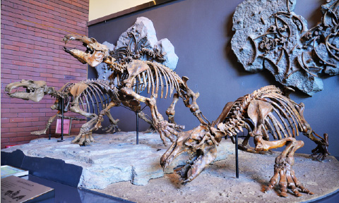 埼玉県立自然の博物館の謎の海獣「パレオパラドキシア」
